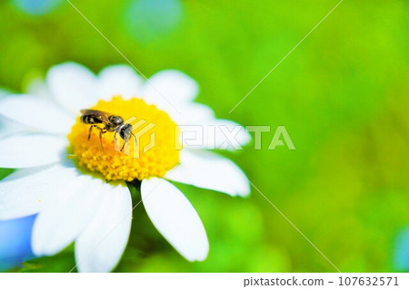 Close-up of a yellow-bellied bee perched on a cute white Northpole flower Close-up of a yellow-bellied bee perched on a cute white Northpole flower 107632571