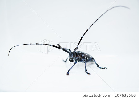 Close-up of a white and black beetle beetle raising one front leg on a white background, front view Close-up of a white and black beetle beetle raising one front leg on a white background, front view 107632596