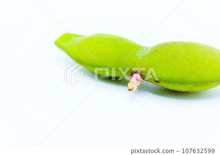 A pink caterpillar moth that was mixed into the edamame on a white background and came out halfway after being boiled together. 107632599