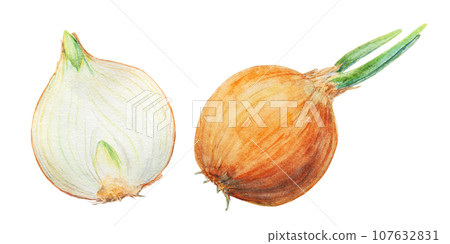 Hand drawn watercolor onion Illustration. Realistic clip art of gold vegetable with green bow feathers. Painting for restaurant or cafe menu, cooking book, farmer eco products, packing, prints, lables Hand drawn watercolor onion Illustration. Realistic clip art of gold vegetable with green bow feathers. Painting for restaurant or cafe menu, cooking book, farmer eco products, packing, prints, lables 107632831