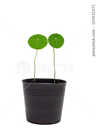 Stephania erecta, a close up of green round leaf of Thailand tropical forests vine plant in small flowerpot isolated on white background. 107632971