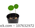 Stephania erecta, a close up of green round leaf of Thailand tropical forests vine plant in small flowerpot isolated on white background. 107632972