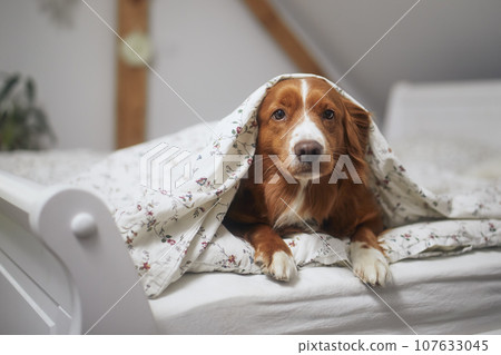Dog lying under duvet on bed in bedroom. 107633045