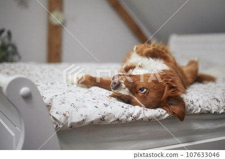 Dog lying on back on bed in bedroom. Dog lying on back on bed in bedroom. 107633046