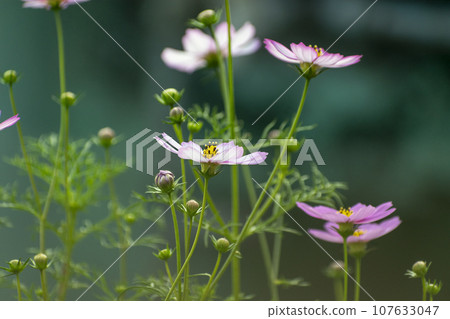 Cosmos flower of pink color flowering in the light of morning sun blooming in the roof top garden. 107633047