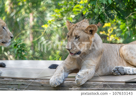 lion lion 107633143