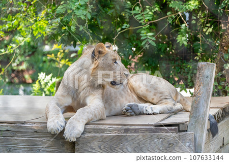 lion lion 107633144