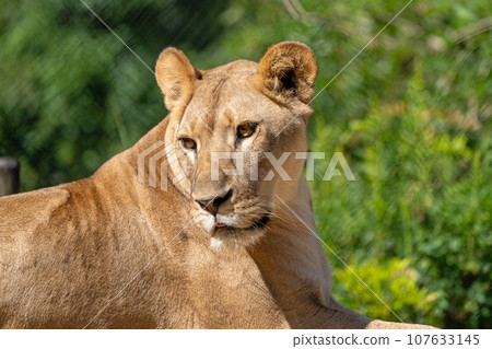lion lion 107633145