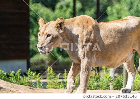 lion lion 107633146