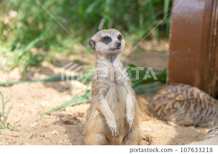 meerkat  107633218