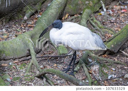 非洲Krotoki 107633329