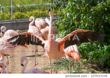 火烈鳥 火烈鳥 107633336