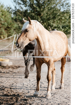 Horse on nature. Portrait of a horse Horse on nature. Portrait of a horse 107633410