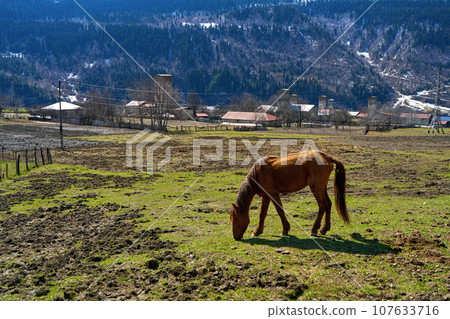 Horse walking in the mountains. Rural Mountain Natural Landscape 107633716