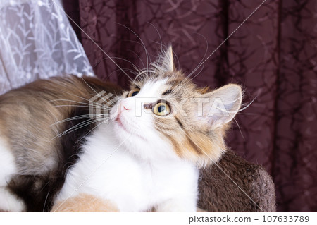 A small fluffy kitten smiles against a purple background A small fluffy kitten smiles against a purple background 107633789