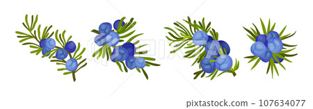 Juniper Evergreen Berry Branch with Green Needles Vector Set 107634077