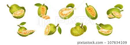 Ripe Bright Green Jackfruit with Seed Coat Vector Set 107634109