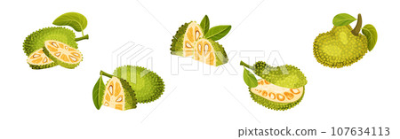 Ripe Bright Green Jackfruit with Seed Coat Vector Set 107634113