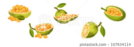 Ripe Bright Green Jackfruit with Seed Coat Vector Set 107634114