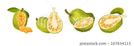 Ripe Bright Green Jackfruit with Seed Coat Vector Set 107634115