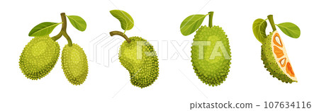 Ripe Bright Green Jackfruit with Seed Coat Vector Set 107634116