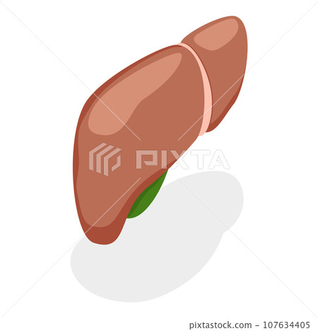 3D Isometric Flat Vector Illustration of Digestive System Anatomy. Item 3 3D Isometric Flat Vector Illustration of Digestive System Anatomy. Item 3 107634405