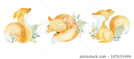 Orange sleeping fox with green plants Watercolor illustration hand drawn. Forest animal on a white background. 107635499