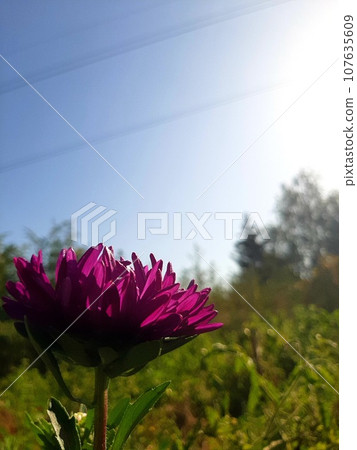 Pink lotus flower in the garden Pink lotus flower in the garden 107635609