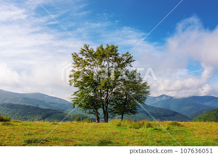 trees on the grassy meadow in morning light. mountainous countryside landscape on a sunny autumn day. clouds on the blue sky above the distant ridge 107636051