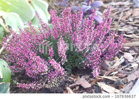 Selective focus bush of wild purple flowers Calluna vulgaris Selective focus bush of wild purple flowers Calluna vulgaris 107636637