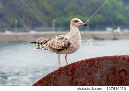 Seagull bird or seabird on background of a mountain resort road with lanterns in blur Seagull bird or seabird on background of a mountain resort road with lanterns in blur 107636950