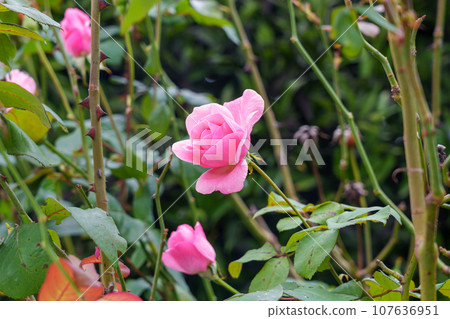 Rosebush with beautiful garden pink rose with green leaves Rosebush with beautiful garden pink rose with green leaves 107636951