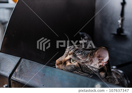 Washing and caring for the cat. 107637347