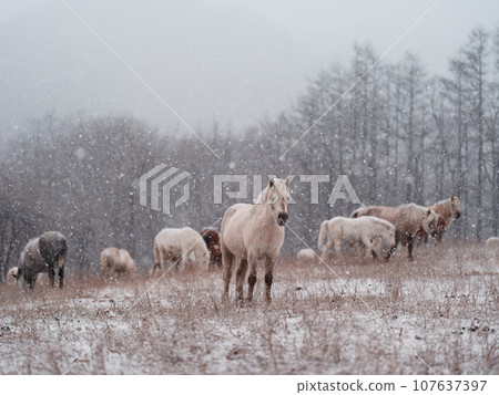 Hokkaido horse in winter Hokkaido horse in winter 107637397