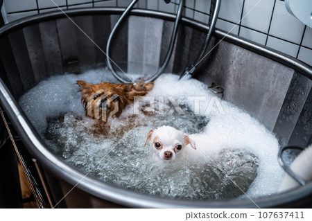 Two small dogs in a grooming salon receive a spa treatment. Two small dogs in a grooming salon receive a spa treatment. 107637411