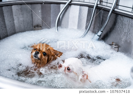 Two small dogs in a grooming salon receive a spa treatment. 107637418