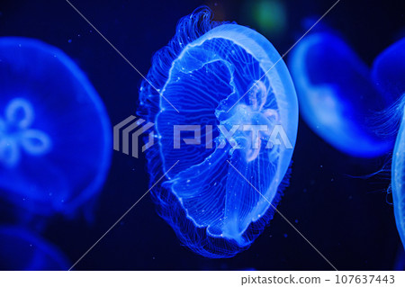 Eared aurelia, or eared jellyfish in the aquarium.  107637443