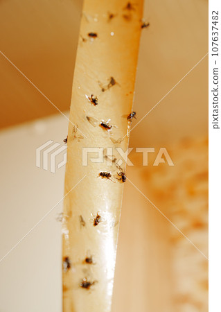 Adhesive tape from flies. An effective tool for controlling insects indoors.  107637482