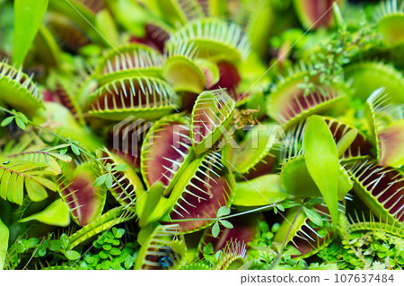 Venus flytrap. carnivorous plants of the marshlands. Venus flytrap. carnivorous plants of the marshlands. 107637484