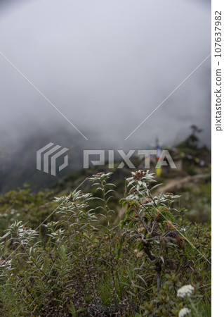 Nepal Namche Everest road scenery and blooming Himalayan edelweiss 107637982