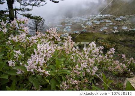 Nepal, Khumjung village on the Everest road and pink flowers of alpine plants 107638115