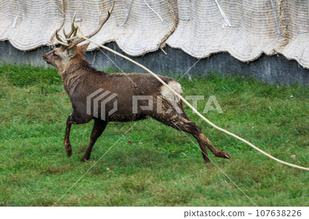 2023 Autumn Deer Antler Cutting - Stag in Nara Park - Stag with a rope tied to its antlers 107638226