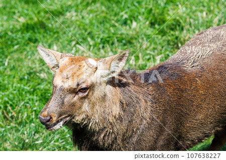 2023 Autumn Deer Antler Cutting - Stag at Nara Park - A buck whose antlers have been cut and will be returning to the park 107638227