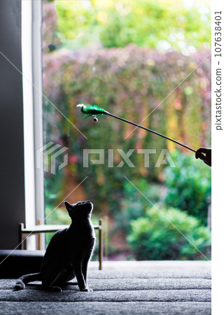 Silver cream russian blue cat on wooden table playing with feather toy in front of beige background Silver cream russian blue cat on wooden table playing with feather toy in front of beige background 107638401