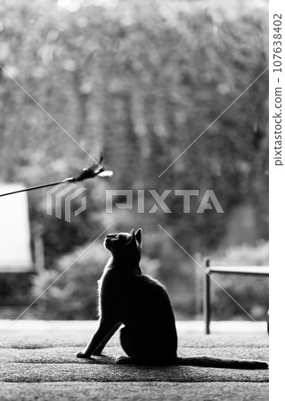 Silver cream russian blue cat on wooden table playing with feather toy in front of beige background Silver cream russian blue cat on wooden table playing with feather toy in front of beige background 107638402