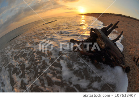 Drifting tree like a dragon Drifting tree like a dragon 107638407