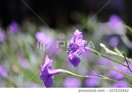 紫色花瓣盛開的紫式花園的特寫。 紫色花瓣盛開的紫式花園的特寫。 107638482