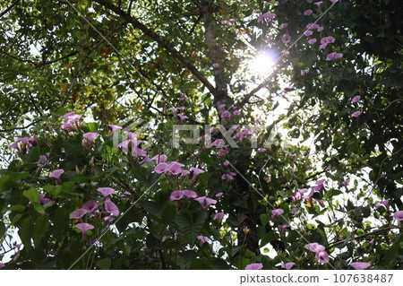 A landscape of morning glories in full bloom with pale pink petals wrapped around trees with bright white sunlight and green leaves. 107638487