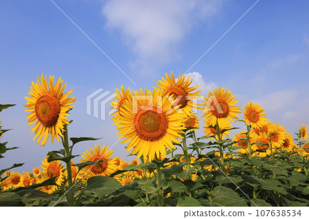 sunflower 4960 sunflower 4960 107638534