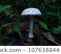 Beautiful mushrooms found in the forest 107638844